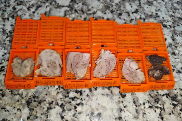 Brain Bank activity image 16