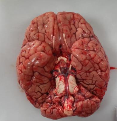 Brain Bank activity image 21