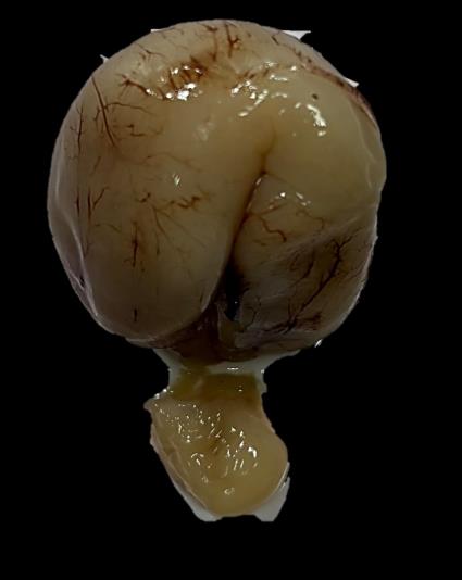 Brain Bank activity image 49